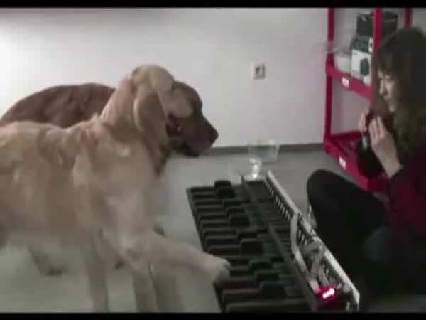 Psi s hudebním sluchem