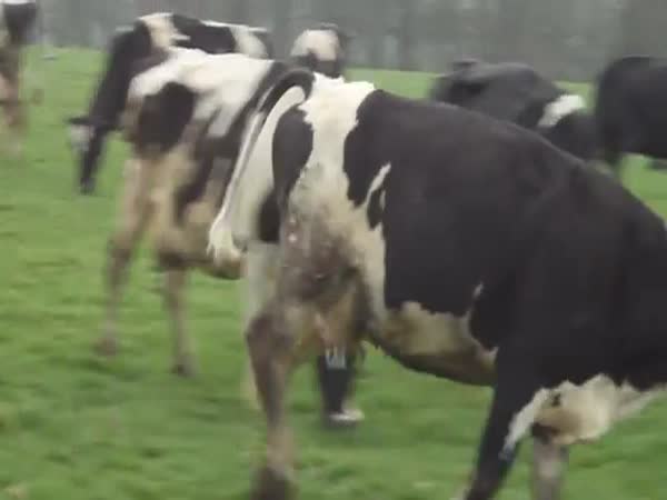 Krávy - radost ze života