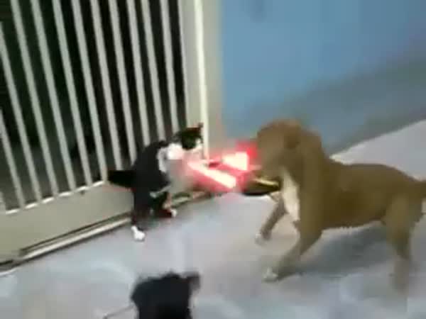 Jedi kočka vs pitbul