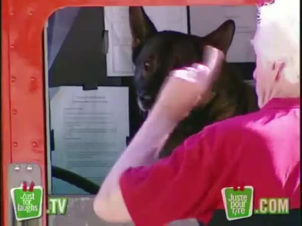 Nachytávka - Pes pošťák