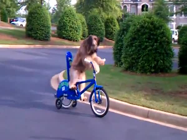 Borec - Pes na kole