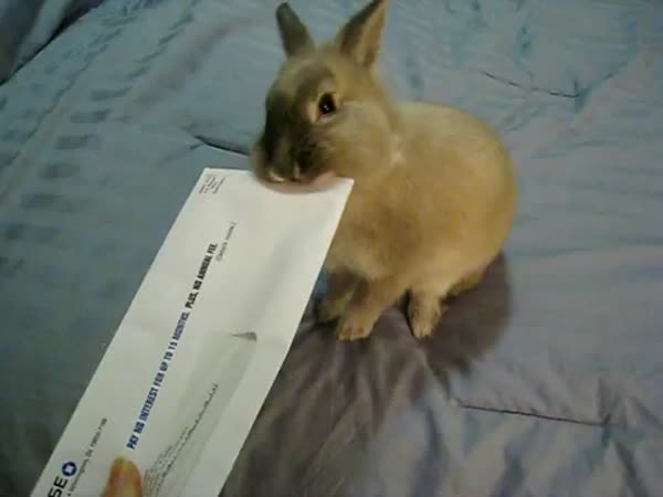 Cvičený králík otvírá dopis