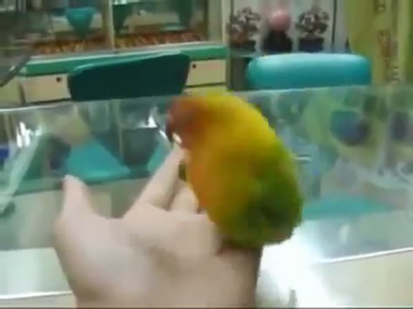 Papoušek imituje erotické filmy