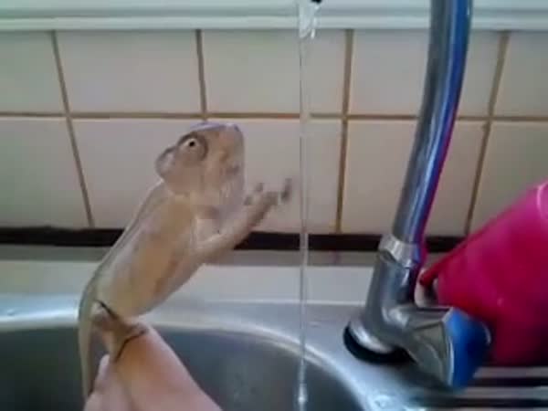 Chameleon si myje ruce