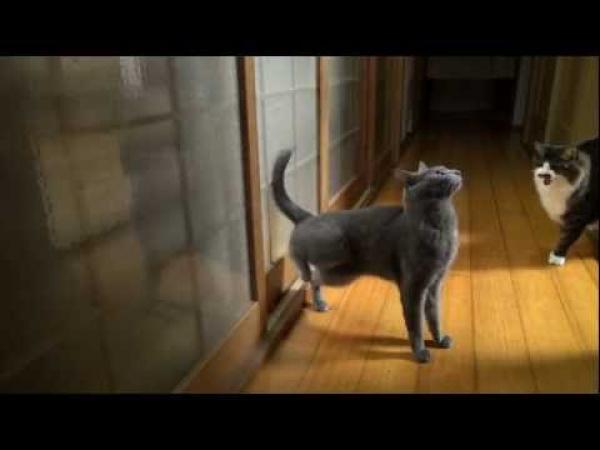 Kočičí klepání na dveře