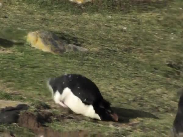 Nemotorní tučňáci