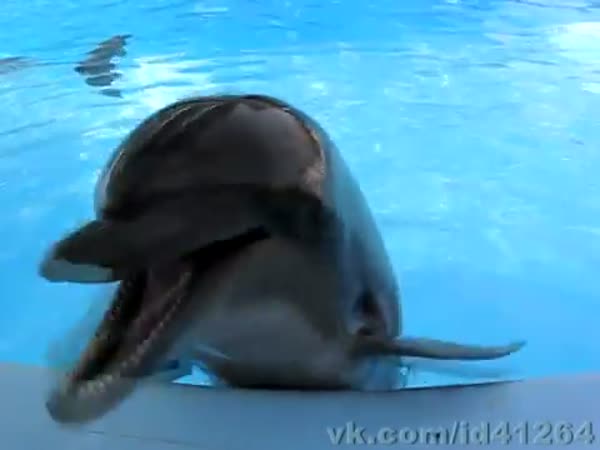 Vysmátý delfín