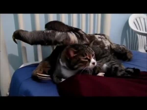 Kočka se nechá drbat od lenochoda