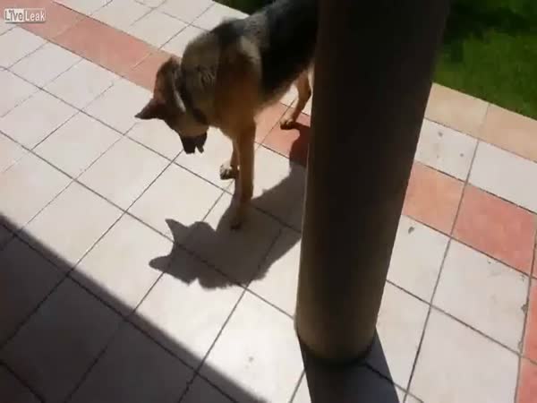 Pes si hraje se svým stínem