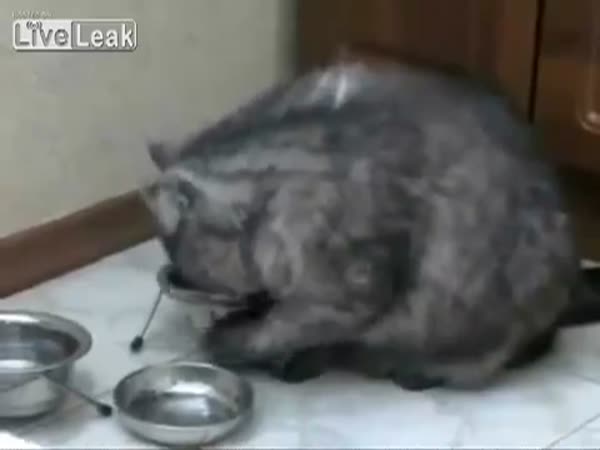 Kočička chce najíst