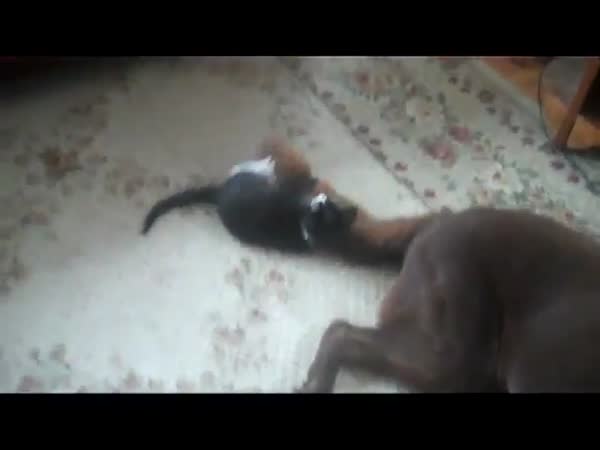 Kočka si hraje s psím ocasem