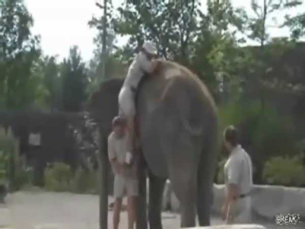 Směšné nasedání na slona