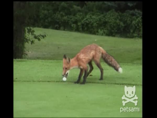 Liška krade golfový míček