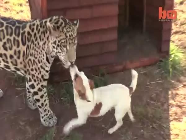 Nejlepší přátelé - Pes a jaguár