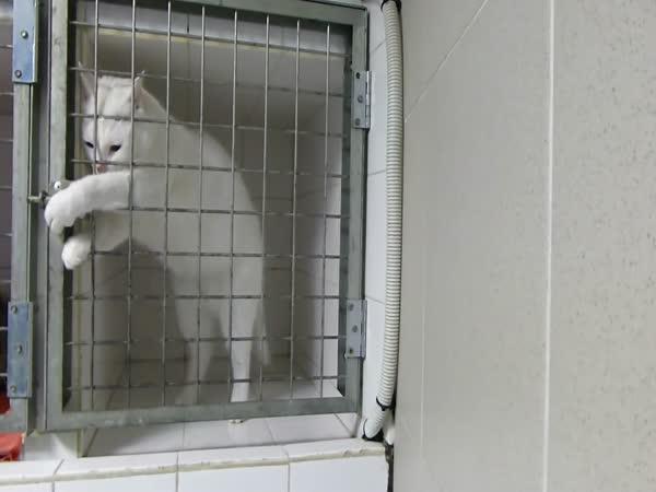 Kočičí útěk z vězení