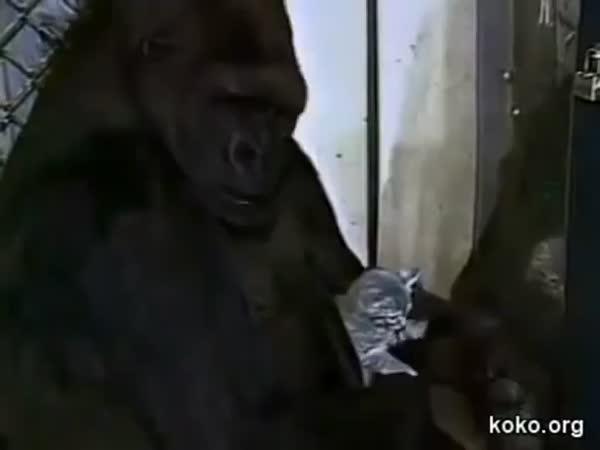 "Mluvící gorila" a její mazlíček