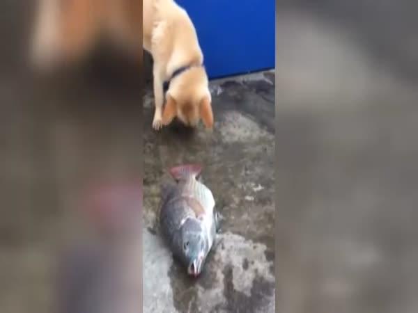 Pes zachraňuje ryby na suchu
