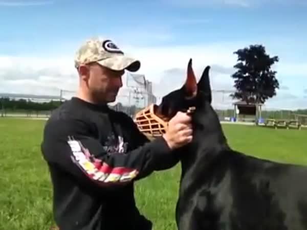 Perfektní psí trénink