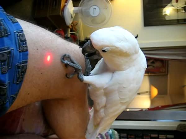       Papoušek chytá laser      