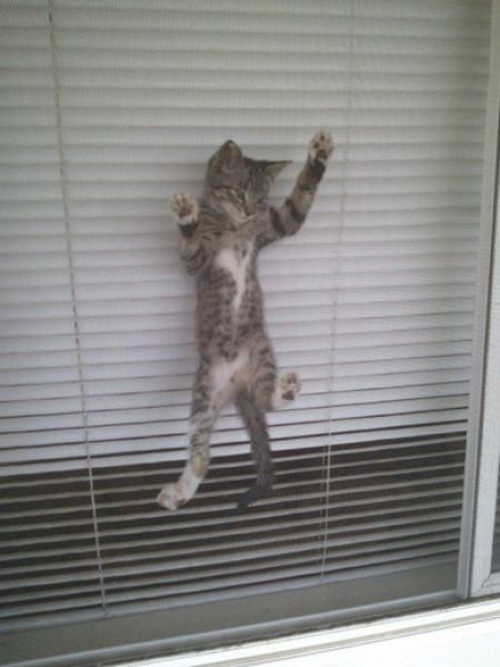       GALERIE – Domácí zvířátka      