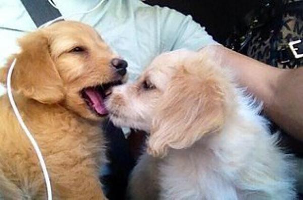     GALERIE – Pusinky mazlíčků    