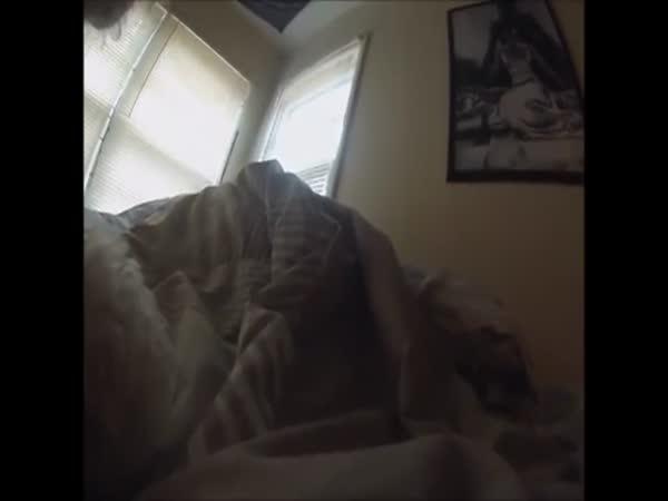       Co dělá pes, když páníček odejde z domu      