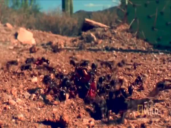     Slowmotion – zvířata    