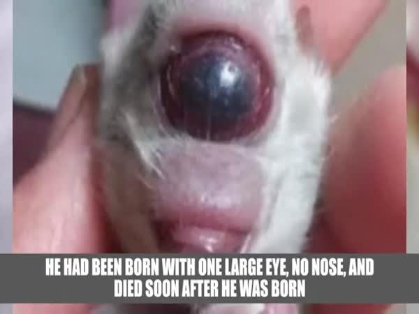     Nejbizarnější zvířata    