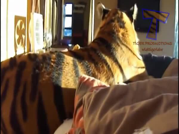     Exotická domácí zvířata    