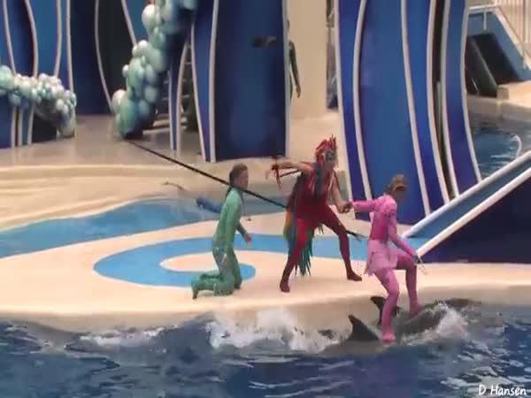     Delfíni a akrobatická show    