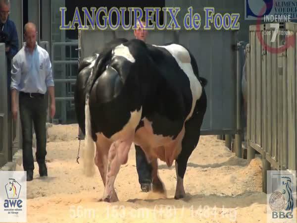     Největší kráva na světě    