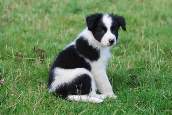       GALERIE – Border kolie  