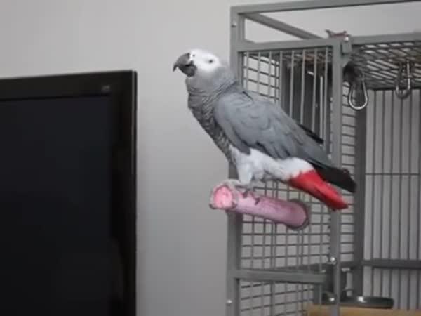 Papoušek jako James Bond