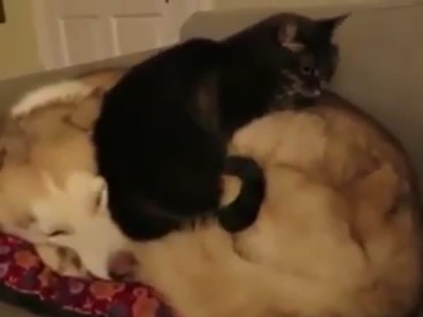       Pes relaxující na gauči    