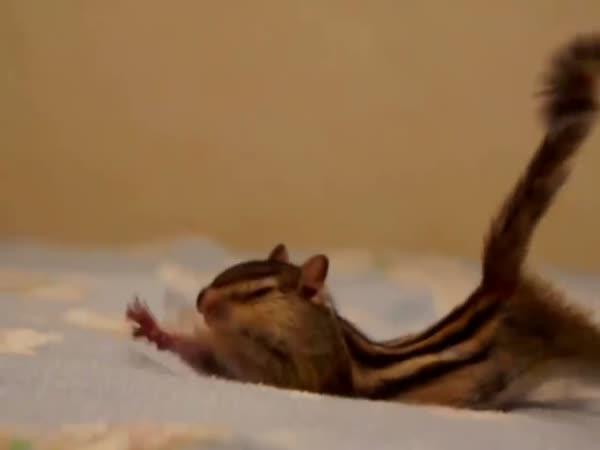       Veverka si užívá v posteli      