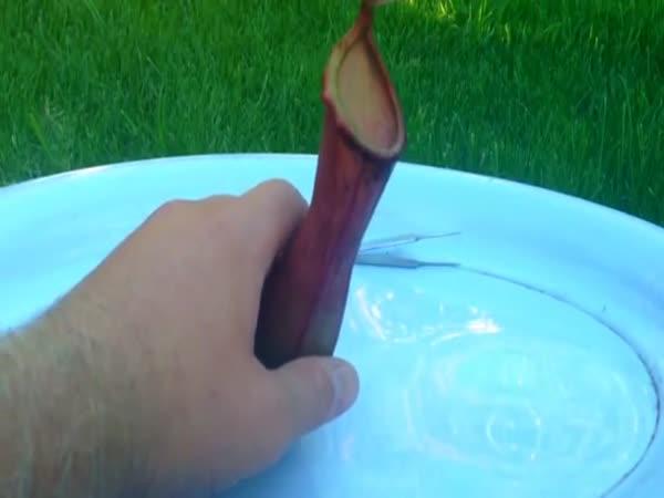       Rozpitvaná masožravá rostlina      