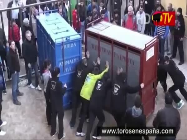       Když se splaší býk      