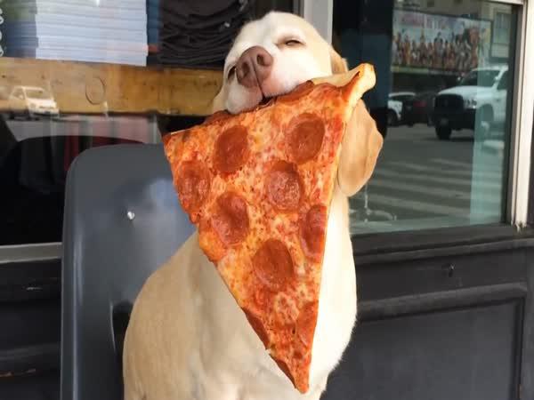       Sid – bígl, co miluje jídlo      