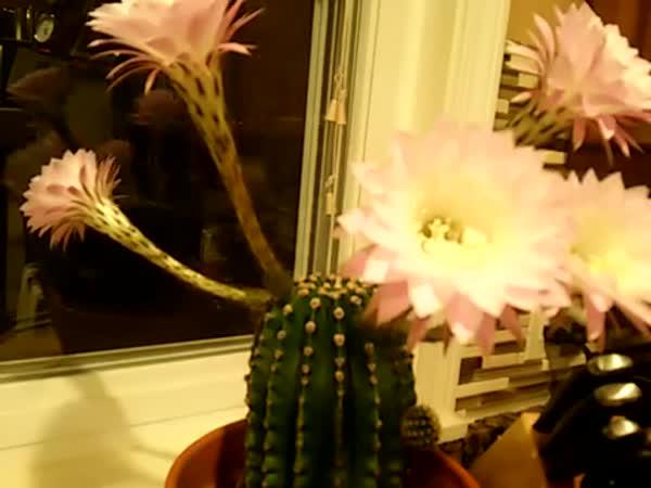 Časosběrné video - kvetoucí kaktus