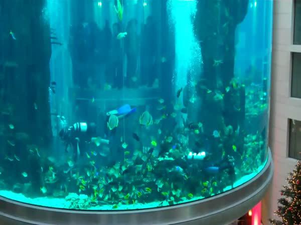       25 metrů vysoké akvárium    
