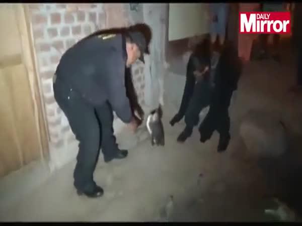     Tučňák kriminálník    