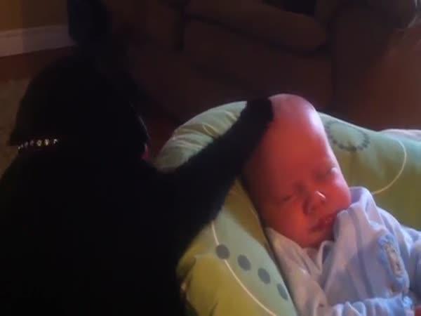 Kočka utěšuje plačící miminko 