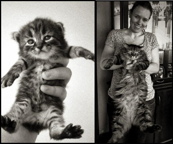 GALERIE - Kočky se po letech nezměnily