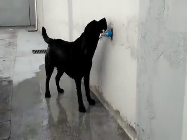 Chytrý pejsek se umí osprchovat