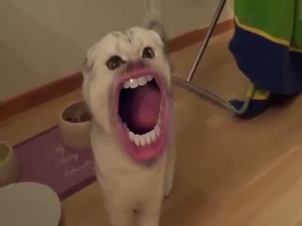   Kočky mají lidská ústa    