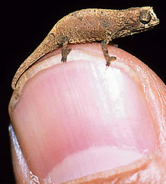 GALERIE - Nejmenší zvířata světa
