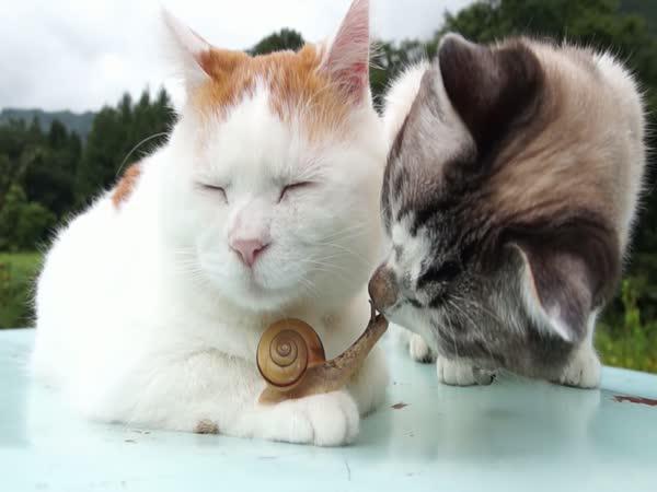 ŠÍLENOST: 2 kočky zamilované do šneka