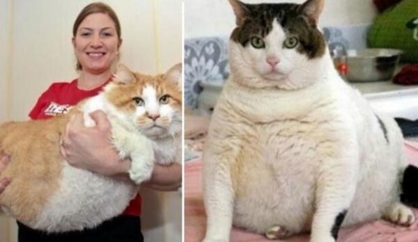 GALERIE - Obézní kočky