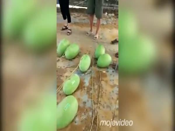 Rekordní úroda melounů ze semínka