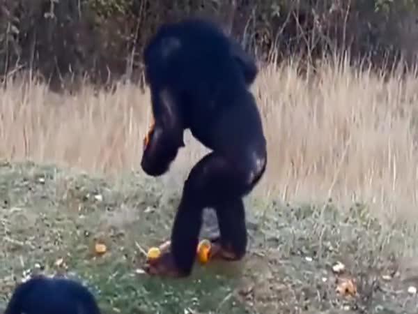Lakomý šimpanz